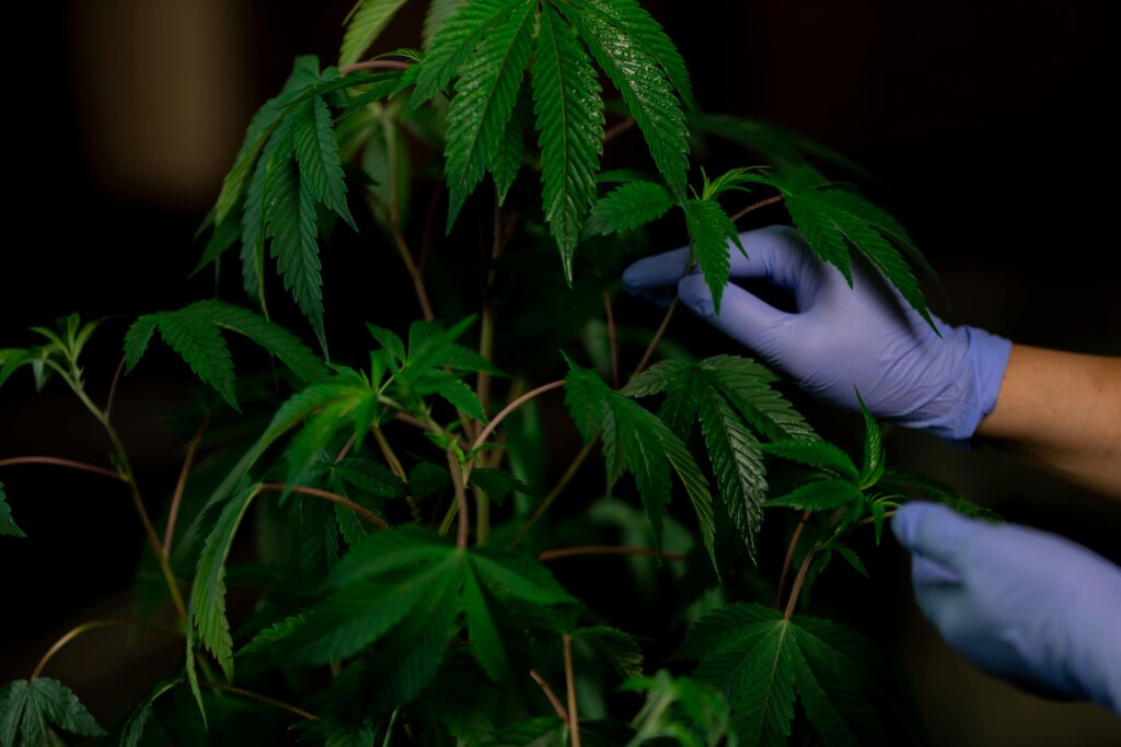 cannabis-panama-copacann