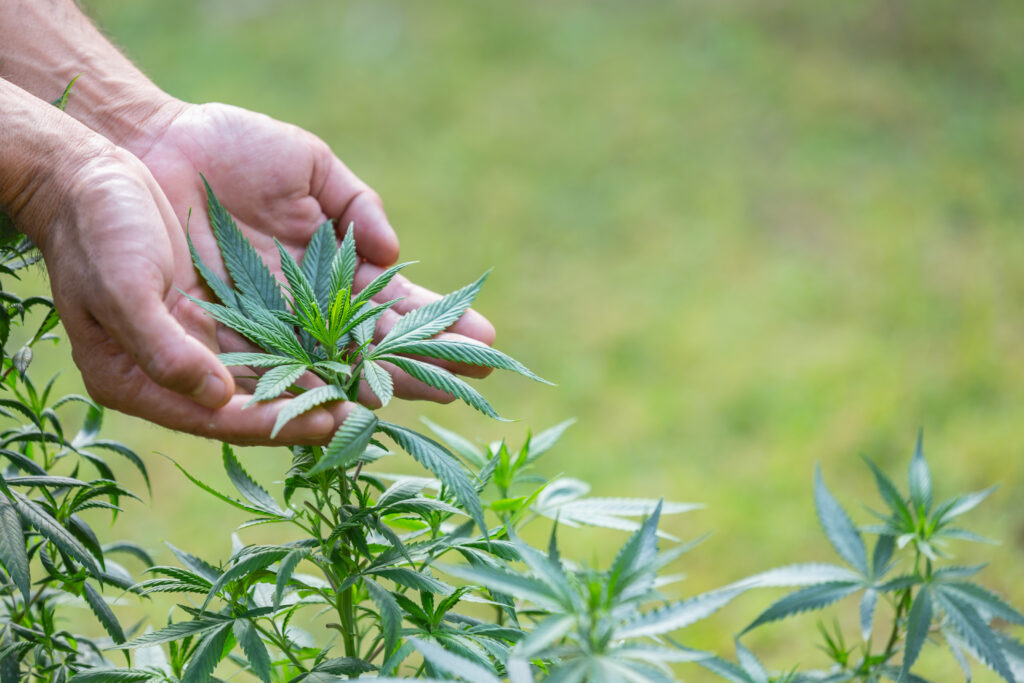 Conoce la Ley 242 del 13 de octubre de 2021, que regula el uso y comercialización del cannabis medicinal en Panamá.